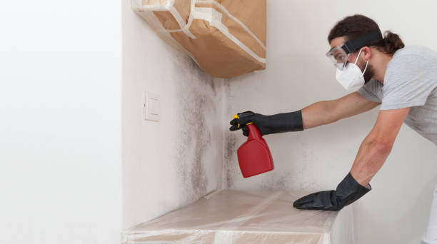 Professional Basement Mold Removal technician working in Pacific, WA