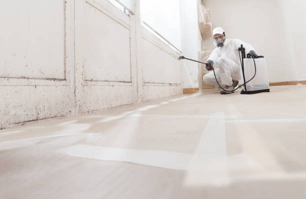 24/7 Emergency Basement Mold Removal experts in Pacific, WA