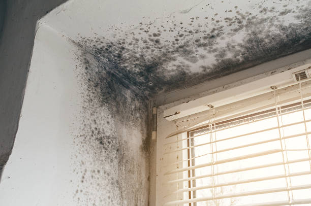 Affordable Basement Mold Removal solutions in Pacific, WA