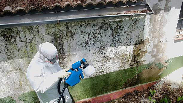 Top rated local Basement Mold Removal specialists in Pacific, WA